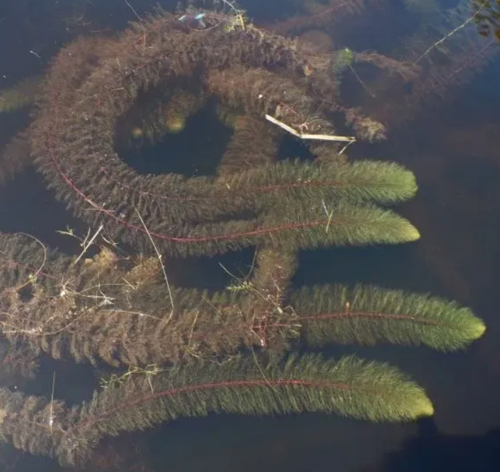 Variable leaf milfoil