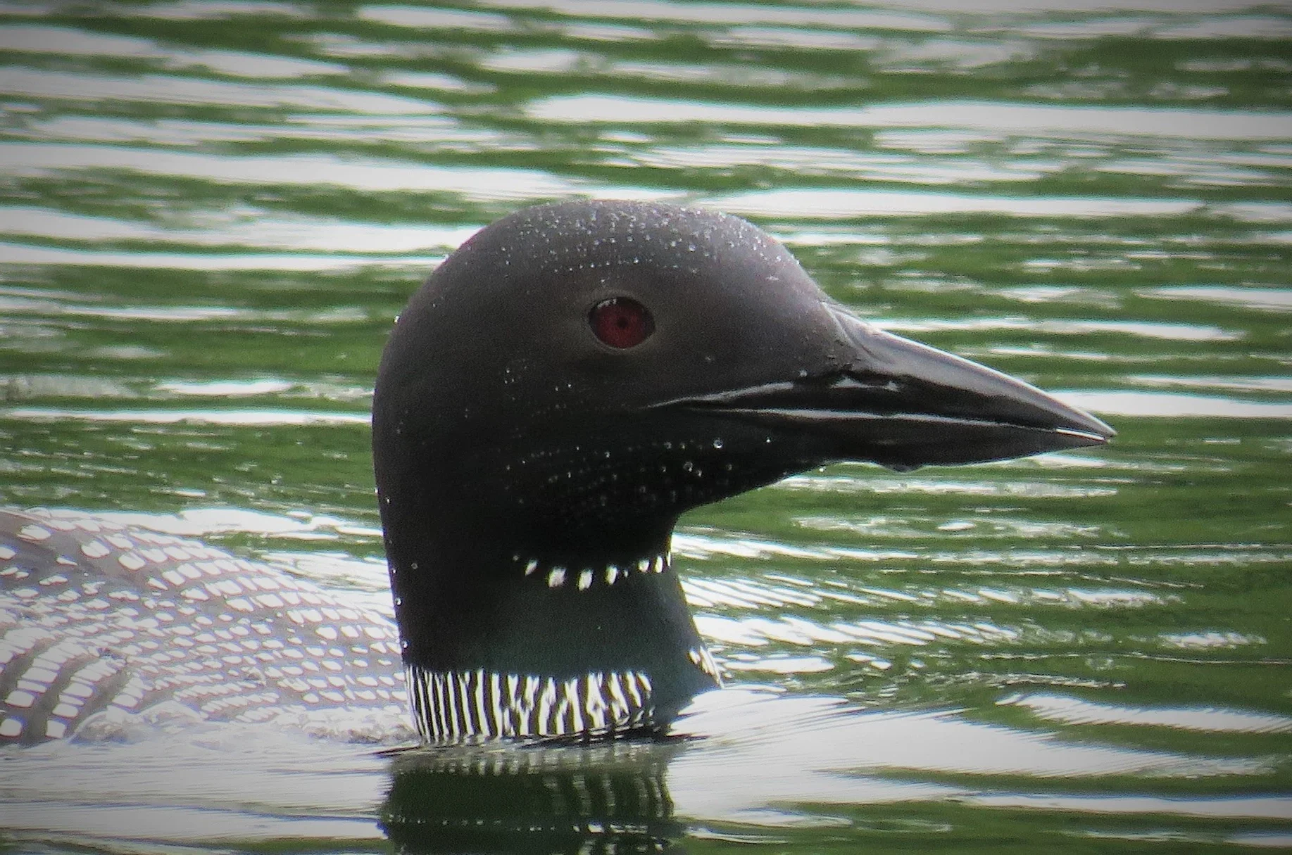 Loon Head